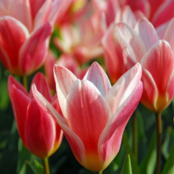 Tulip, Single Early Tulip, Single Late Tulip, Double Early Tulip, Double Late Tulip, Lily Tulip, Fringed Tulip, Greigii Tulip, Parrot Tulip, Spring Flowers